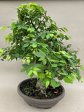 Bonsai Zelkova seratta