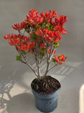 Rododendron startmateriaal