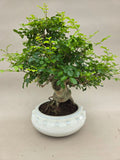 Bonsai Fraxinus