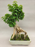 Bonsai-Bougainvillea