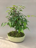 bonsai Zelkova seratta shohin