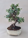 Bonsai Vuurdoorn oranje bes