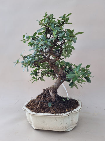Bonsai Vuurdoorn oranje bes
