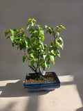 Bonsai berken bosje