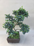 Bonsai liguster
