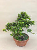 Bonsai Azalea