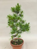Bonsaï Pinus parviflora