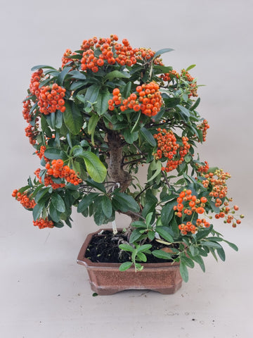 Bonsai Vuurdoorn oranje bes