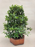 Bonsaï Pyracantha à baies oranges