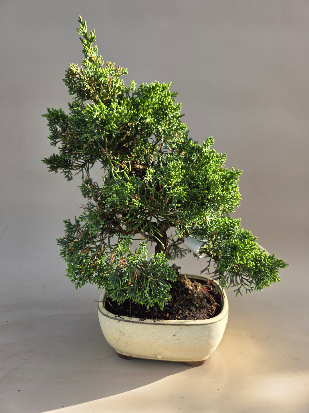 Auf der Suche nach einem einzigartigen Bonsai-Erlebnis?  Getaggt  "Juniperus"  Bonsai winkel