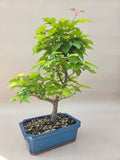 Bonsai acer tataricum