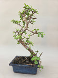 Bonsai portacularia