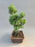 Bonsai Pinus parviflora