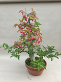 Bonsaï Euonymus