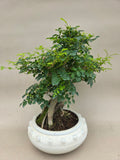 Bonsai Fraxinus