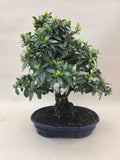 Bonsai Feuerdorn orange Beere