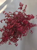 Bonsai Acer palm. Deshojo