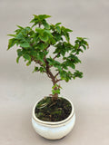 Bonsai-Bougainvillea