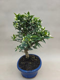 Bonsai Citrus myrtifolia Mandarinenbaum