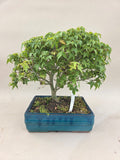 Acer palmatum Kiyohime