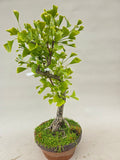 Bonsai Ginkgo biloba