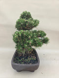 Bonsai Pinus thunbergii