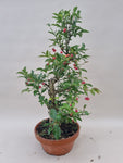 Bonsai Euonymus