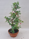 Bonsai Euonymus