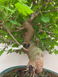 Bonsai-Maulbeerbaum