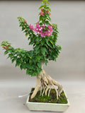 Bonsai-Bougainvillea