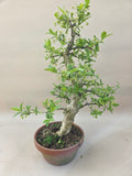 Bonsai Euonymus