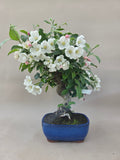 Bonsai Malus evereste
