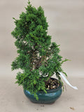Bonsai Juniperus chinensis