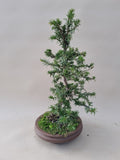 Bonsai taxus