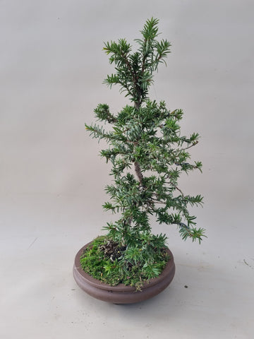 Bonsai taxus