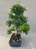 Bonsai Vuurdoorn oranje bes