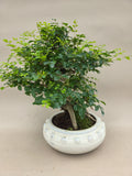 Bonsai Fraxinus
