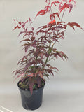 acer palmatum antropurpureum