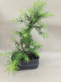 Bonsaï Larix decidua