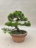 Bonsai Juniperus chinensis Itoigawa Shohin