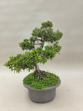 Bonsai Juniperus chinensis