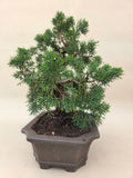 Bonsai Juniperus chinensis