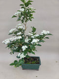 Bonsai Japanischer Weißdorn