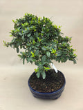 Bonsai Feuerdorn orange Beere