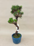 Bonsai Pinus thunbergii