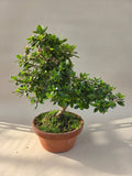 Bonsai Azalea