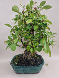 Bonsai Malus evereste