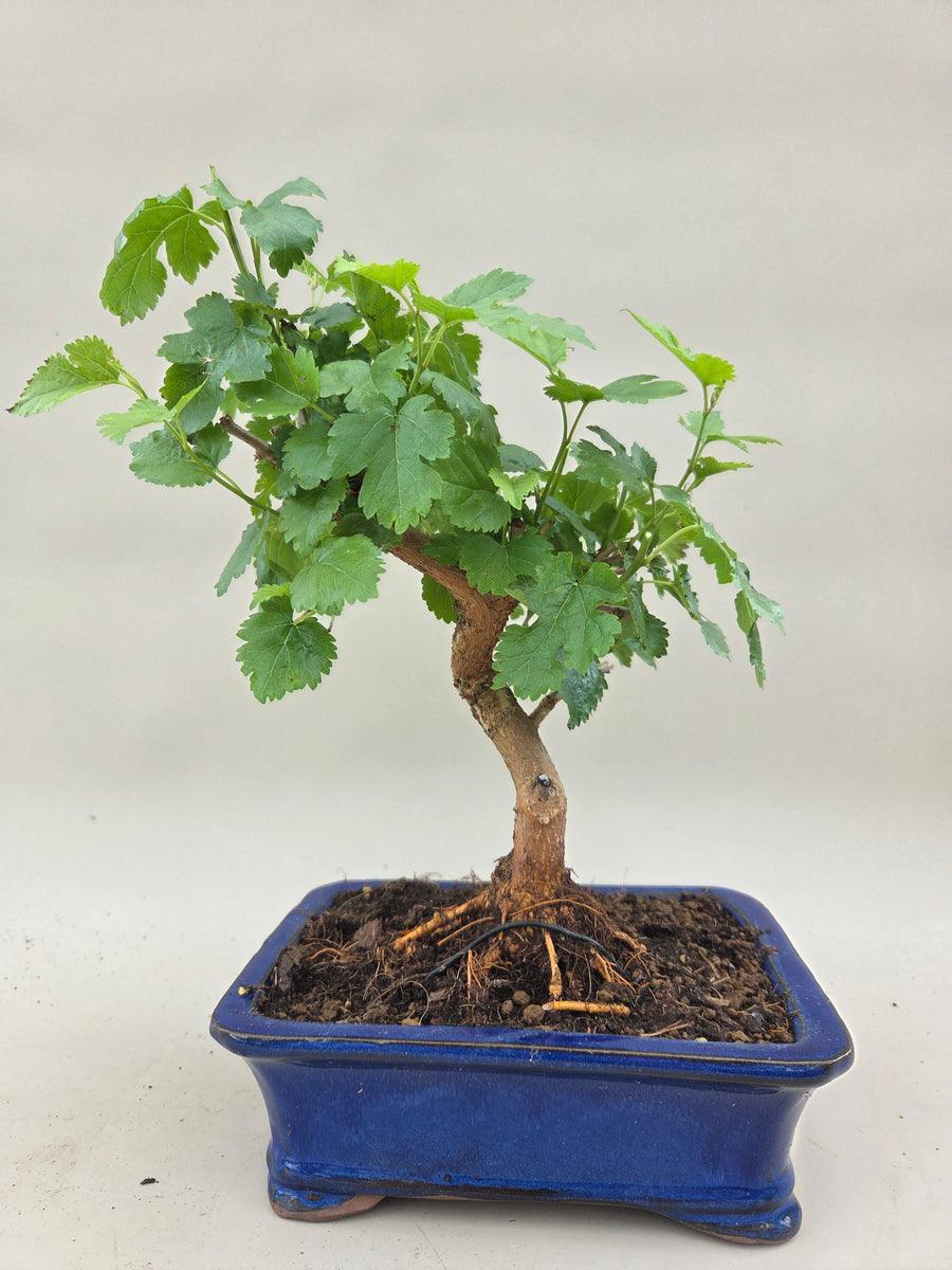 Bonsai Moerbei – Bonsai winkel