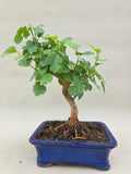 Bonsai-Maulbeere