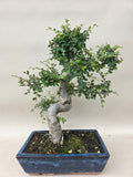 Bonsai Ulmus Parvifolia